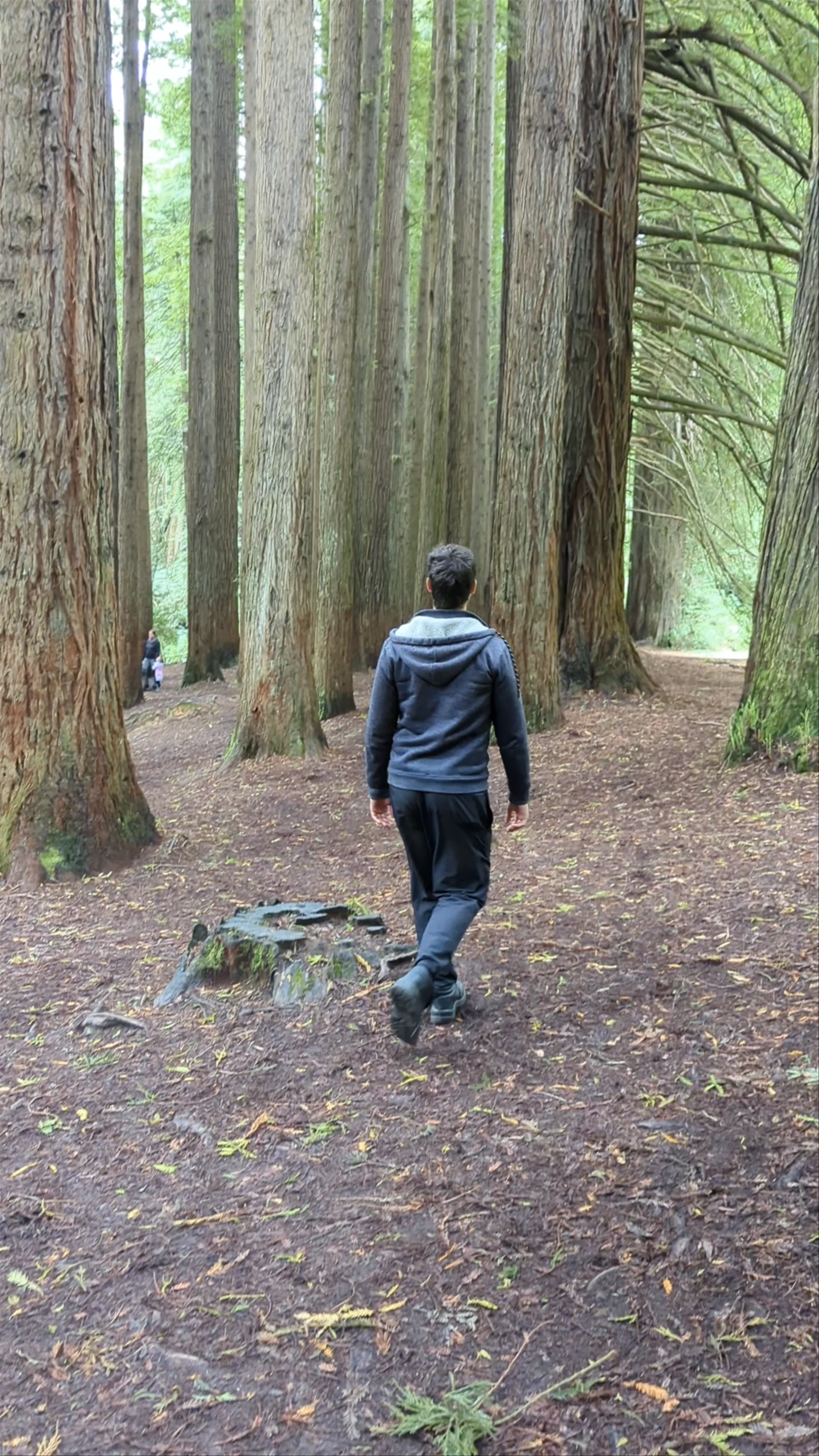 The Redwoods Otways