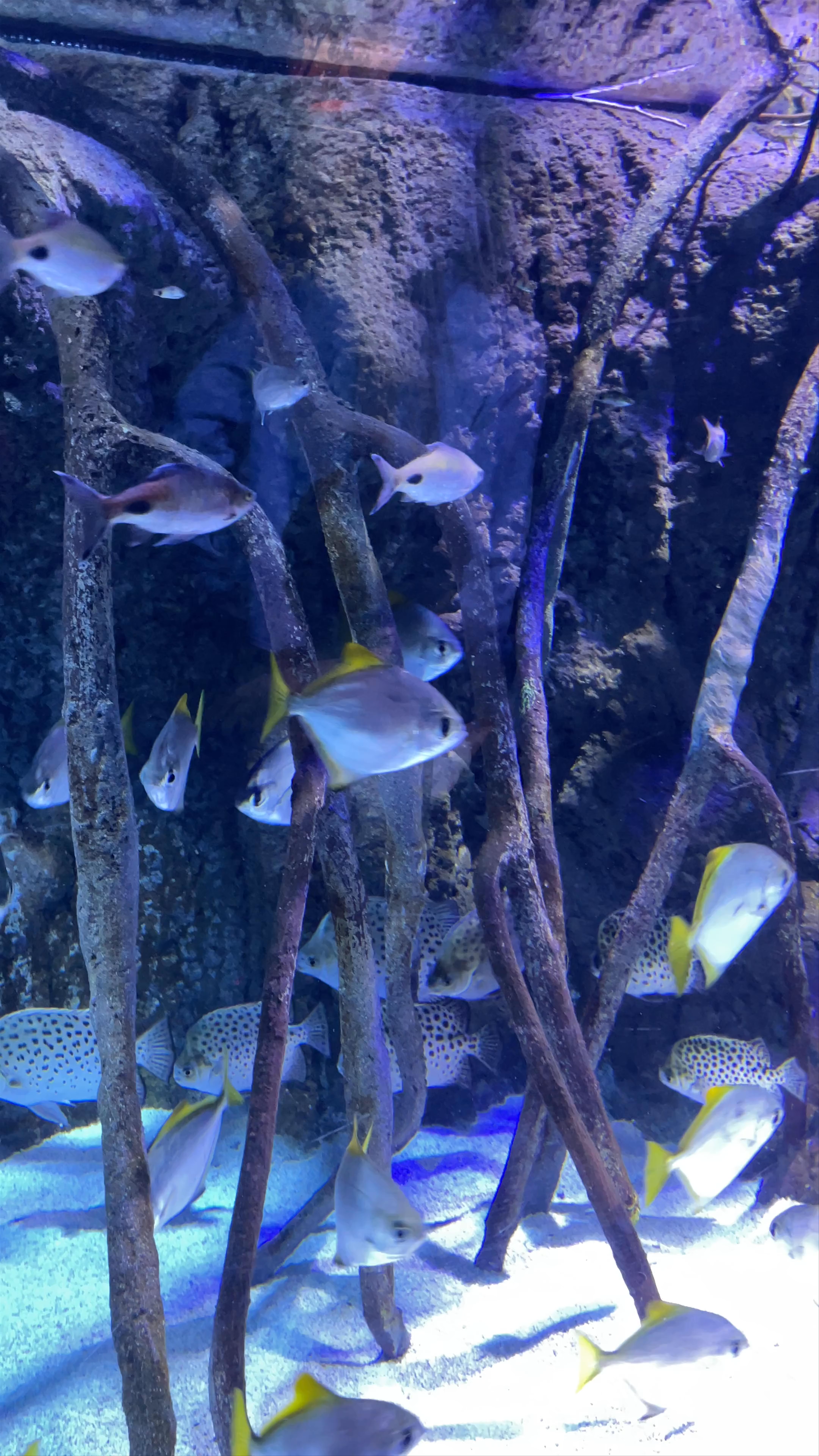 Mystical Underwater World at Atlantis Aquarium Madrid, Arroyomolinos