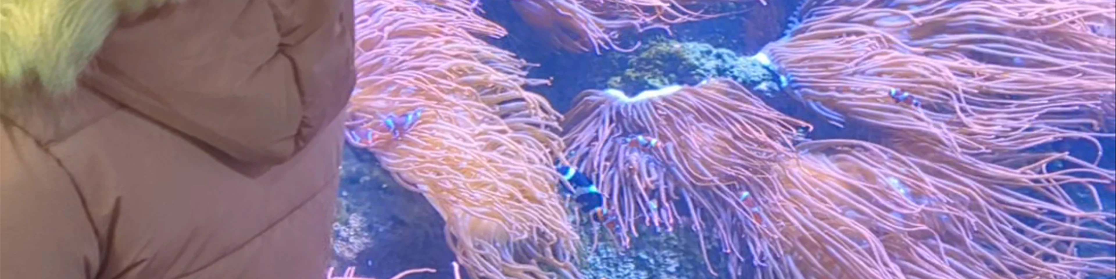 Sealife Adventure