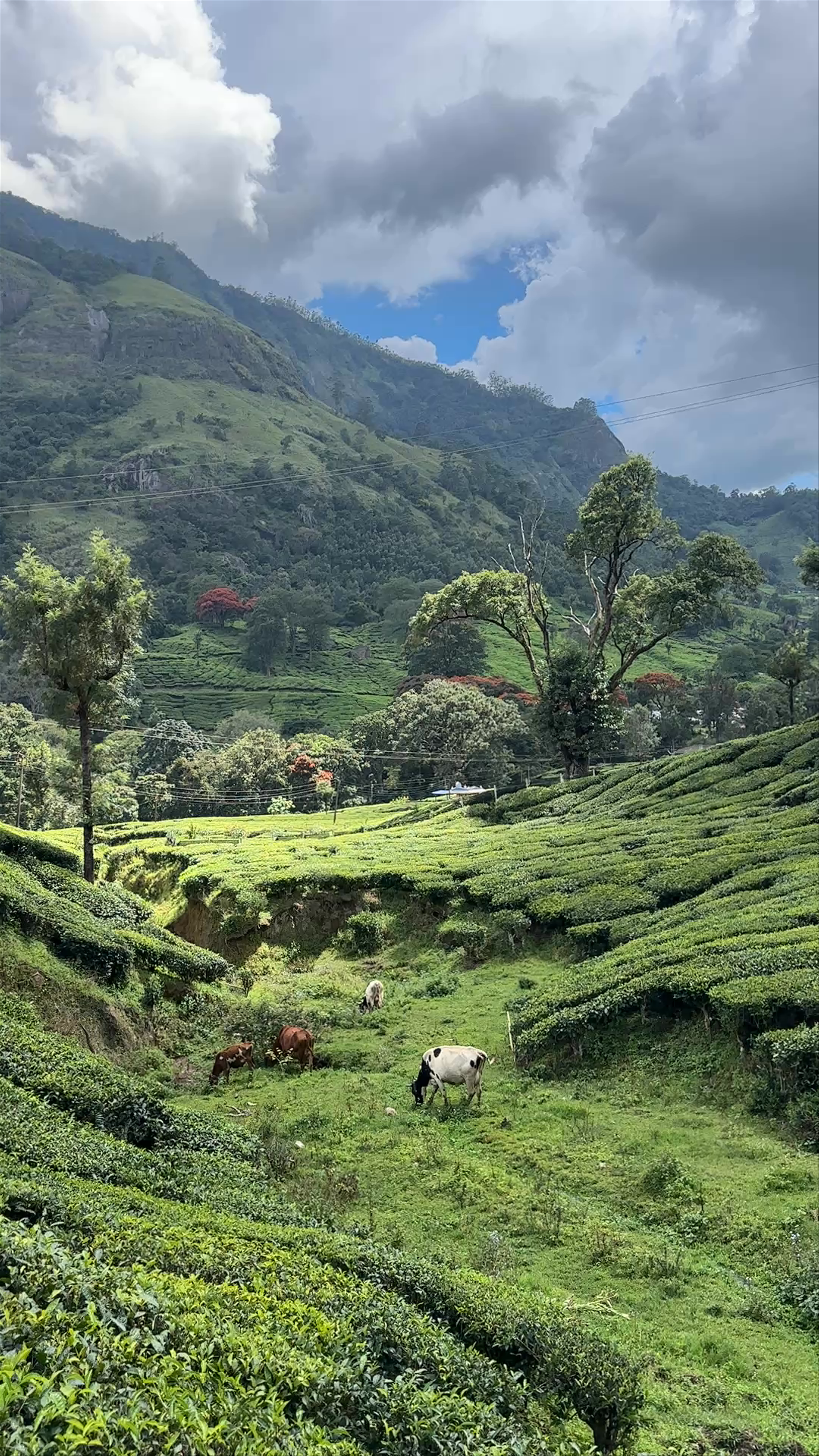 Munnar Tea Garden View Point