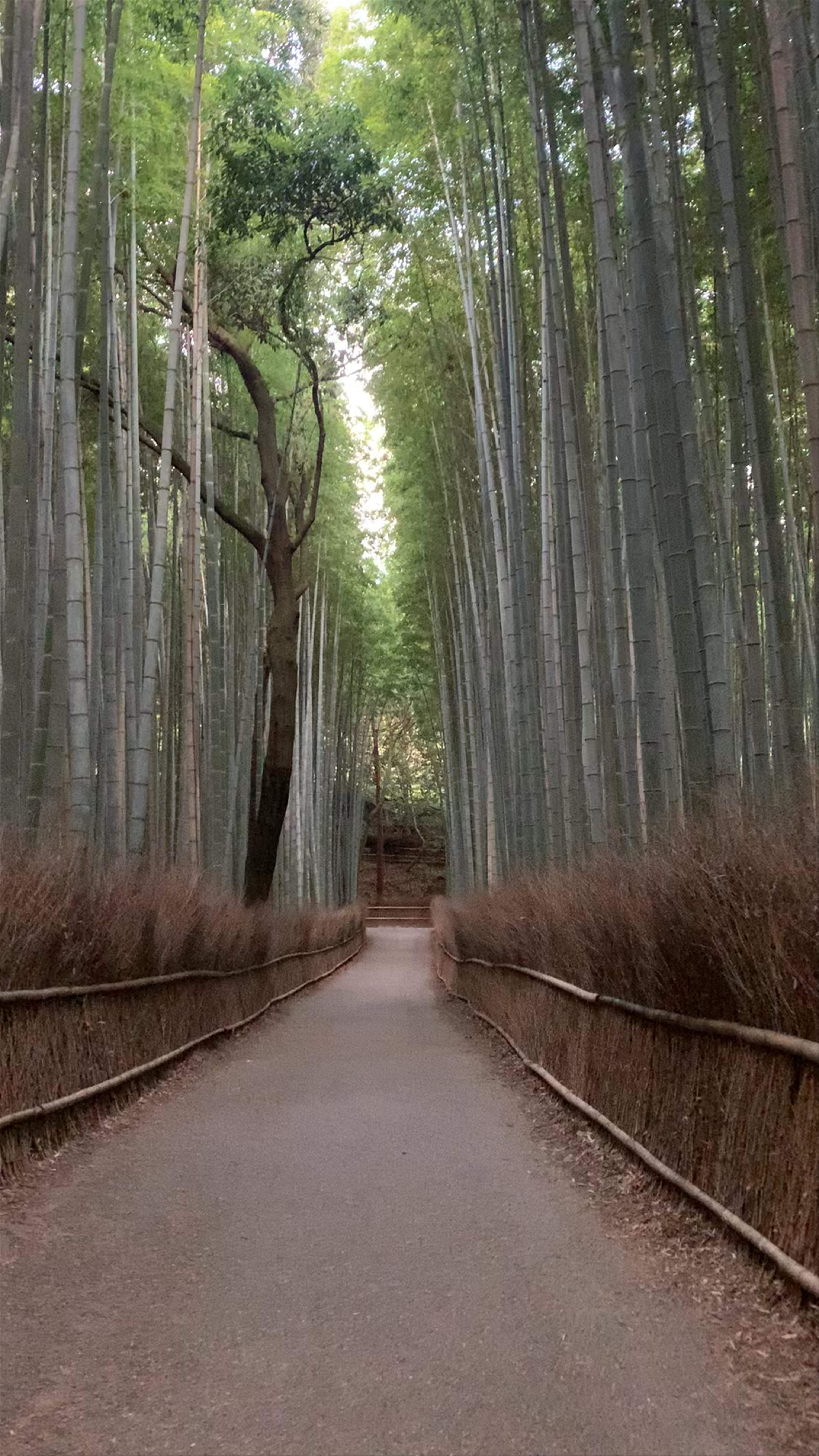 Serene Walk Through Kyoto's Bamboo Forest
