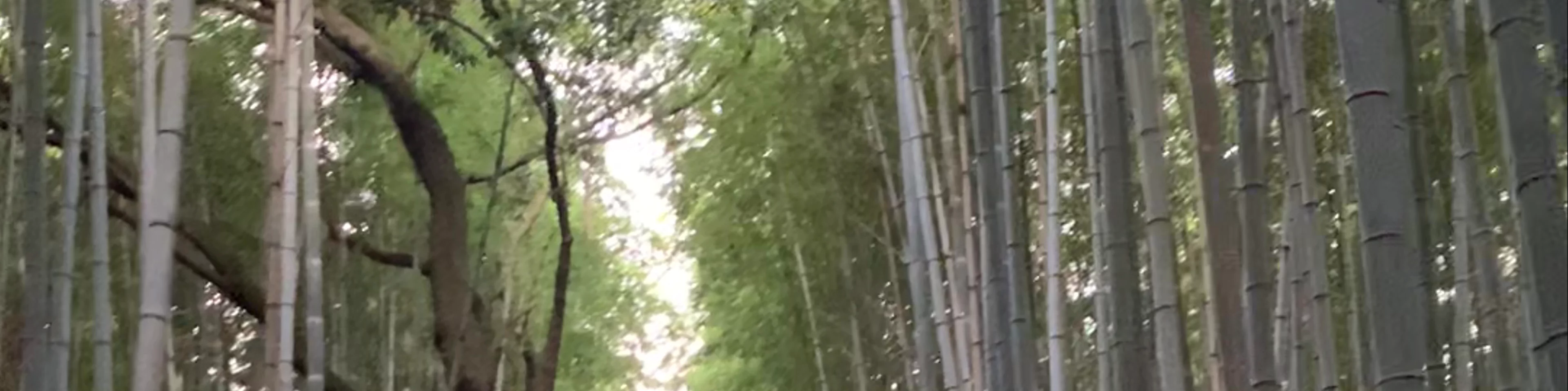 Bamboo Forest