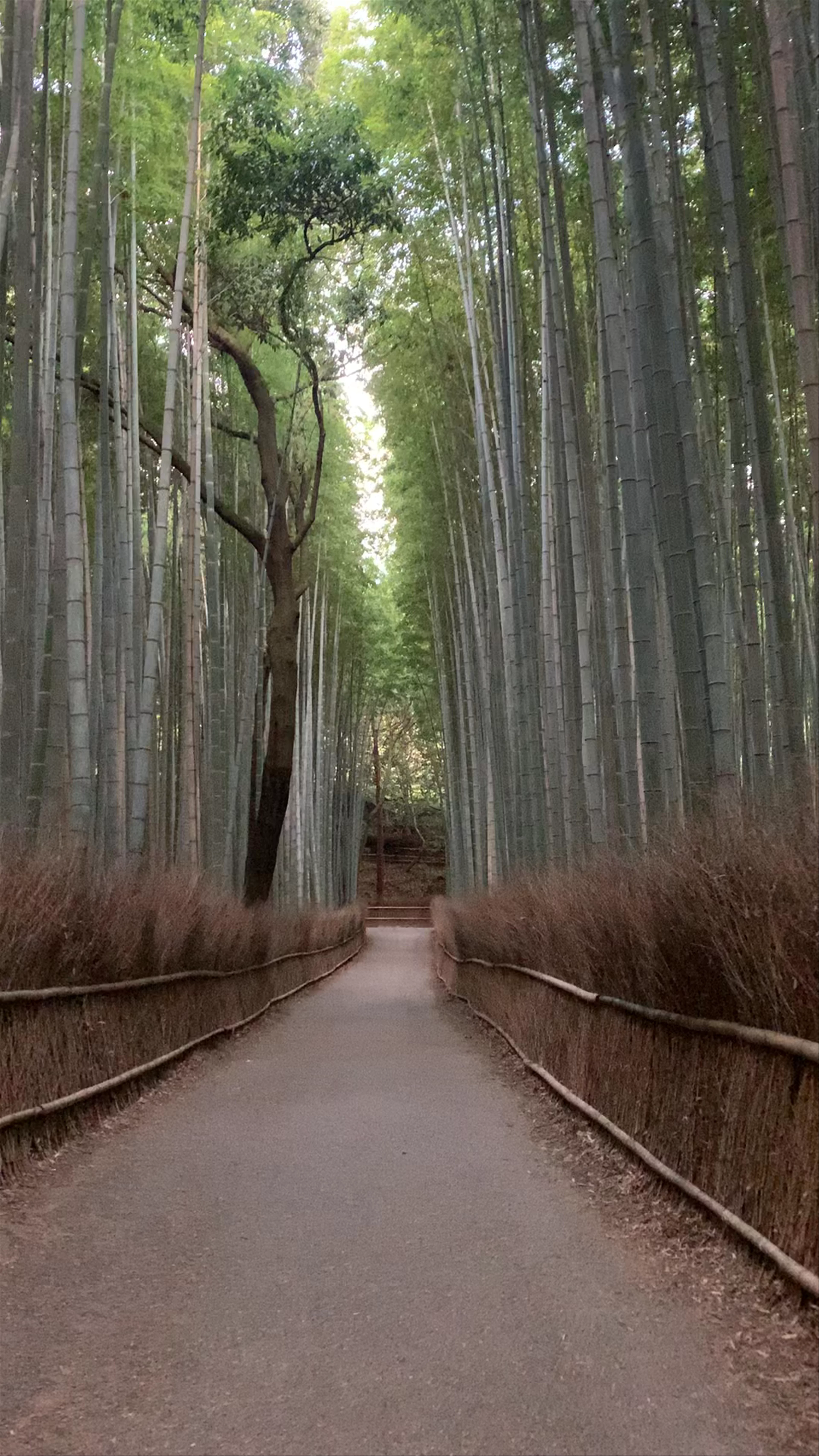 Bamboo Forest, 61 Bunkicho, Higashiyama Ward, Kyoto, Japan