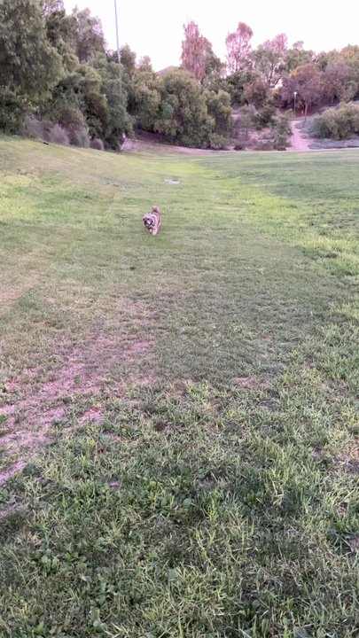 Karmic Rescue Without Borders - Pet Adoption Near Me