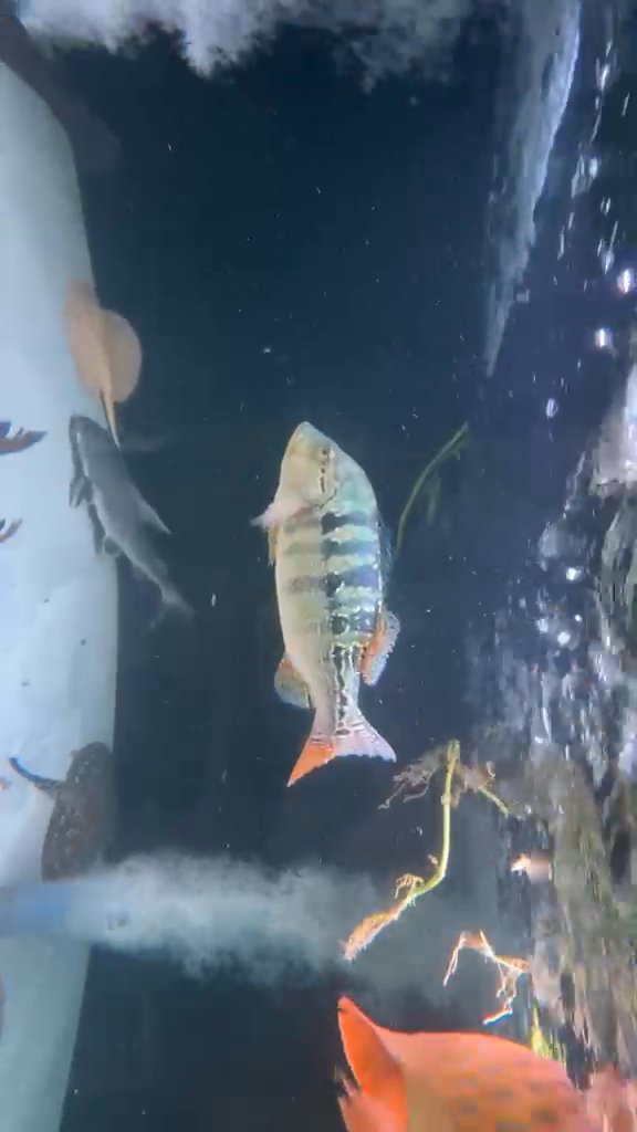 Cobra skin peacock bass 13-14”