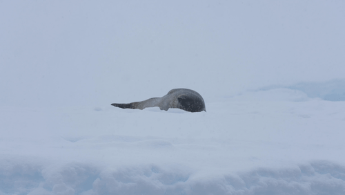 Ross Seal in Antarctica animated gif