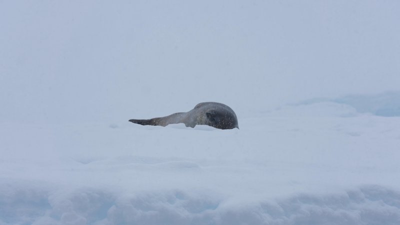 Ross Seal in Antarctica poster