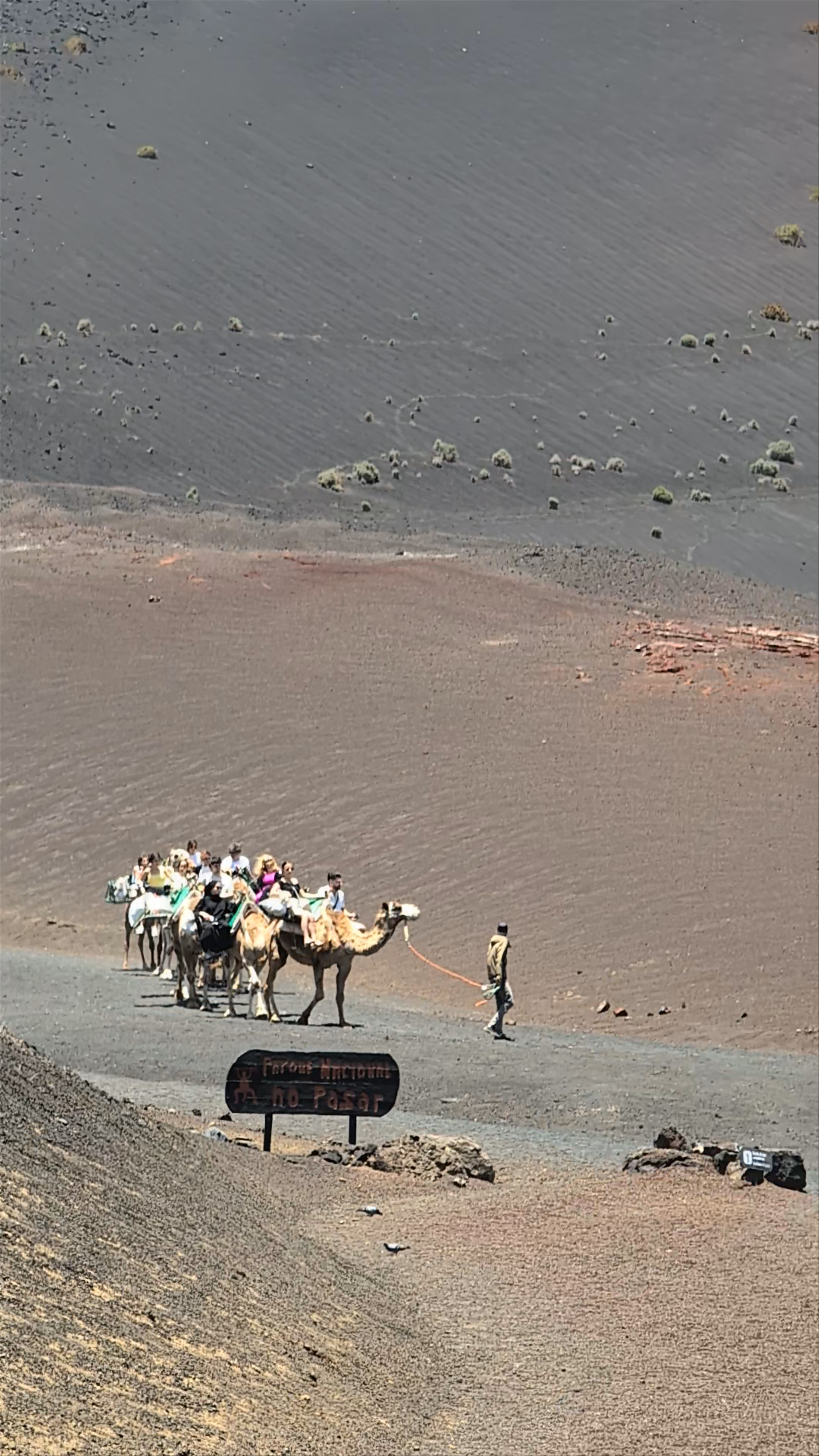 Camel Caravan Adventure in Lanzarote’s Volcanic Landscape
