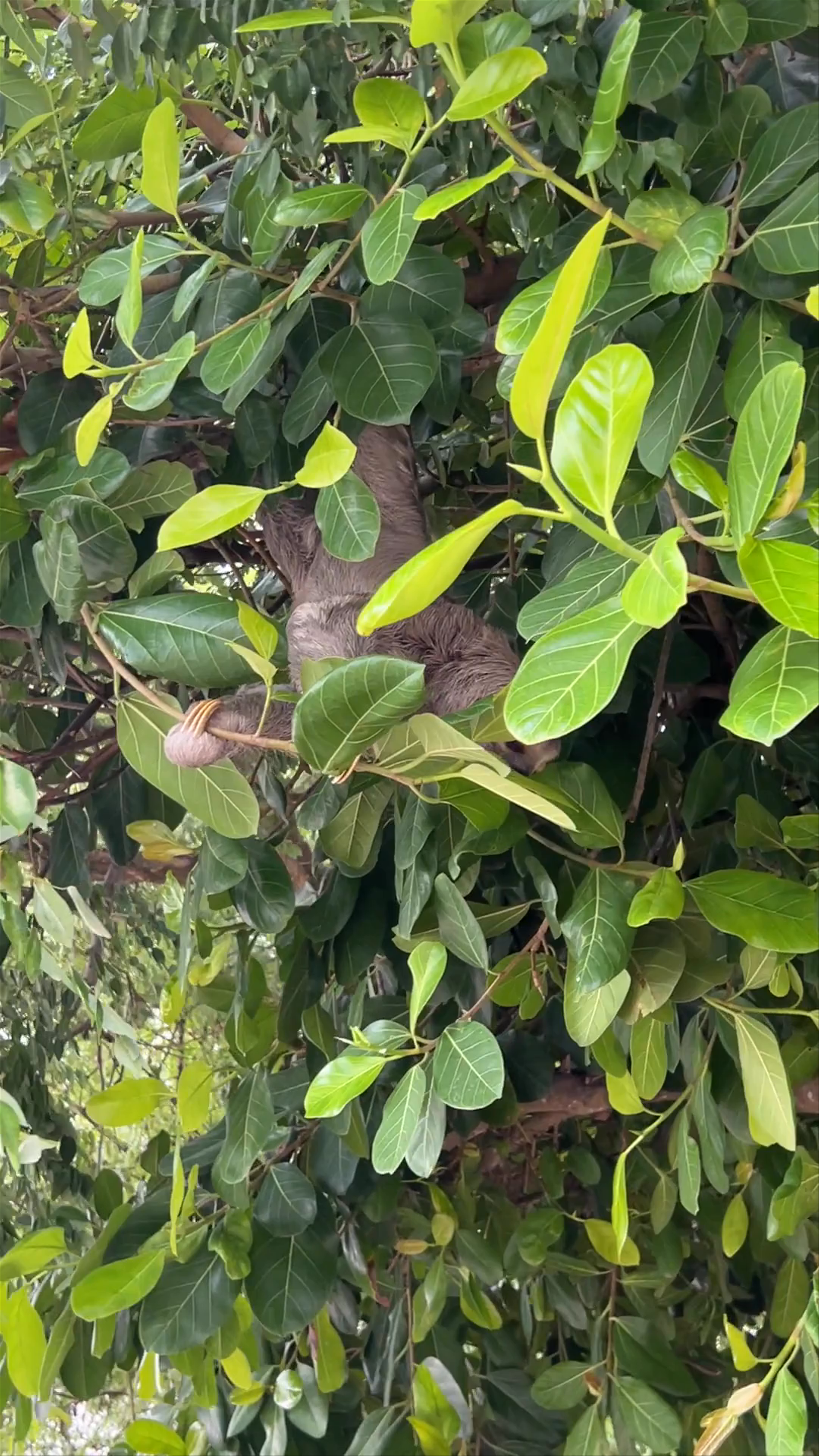 Sloths Relaxing in Lush Trees at Parque del Centenario, Cartagena