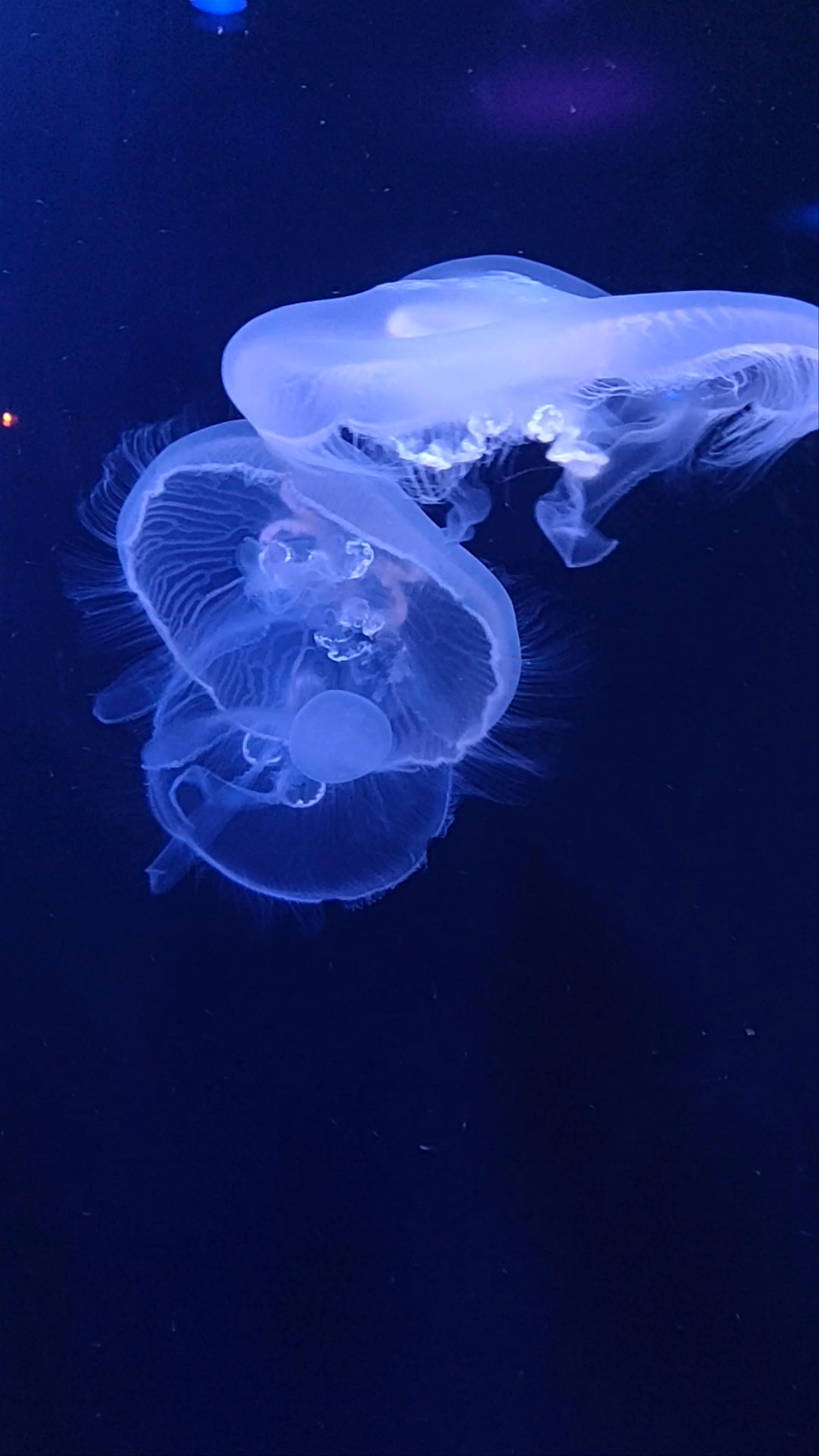 Dubai Aquarium & Underwater Zoo: Mesmerizing Jellyfish Experience