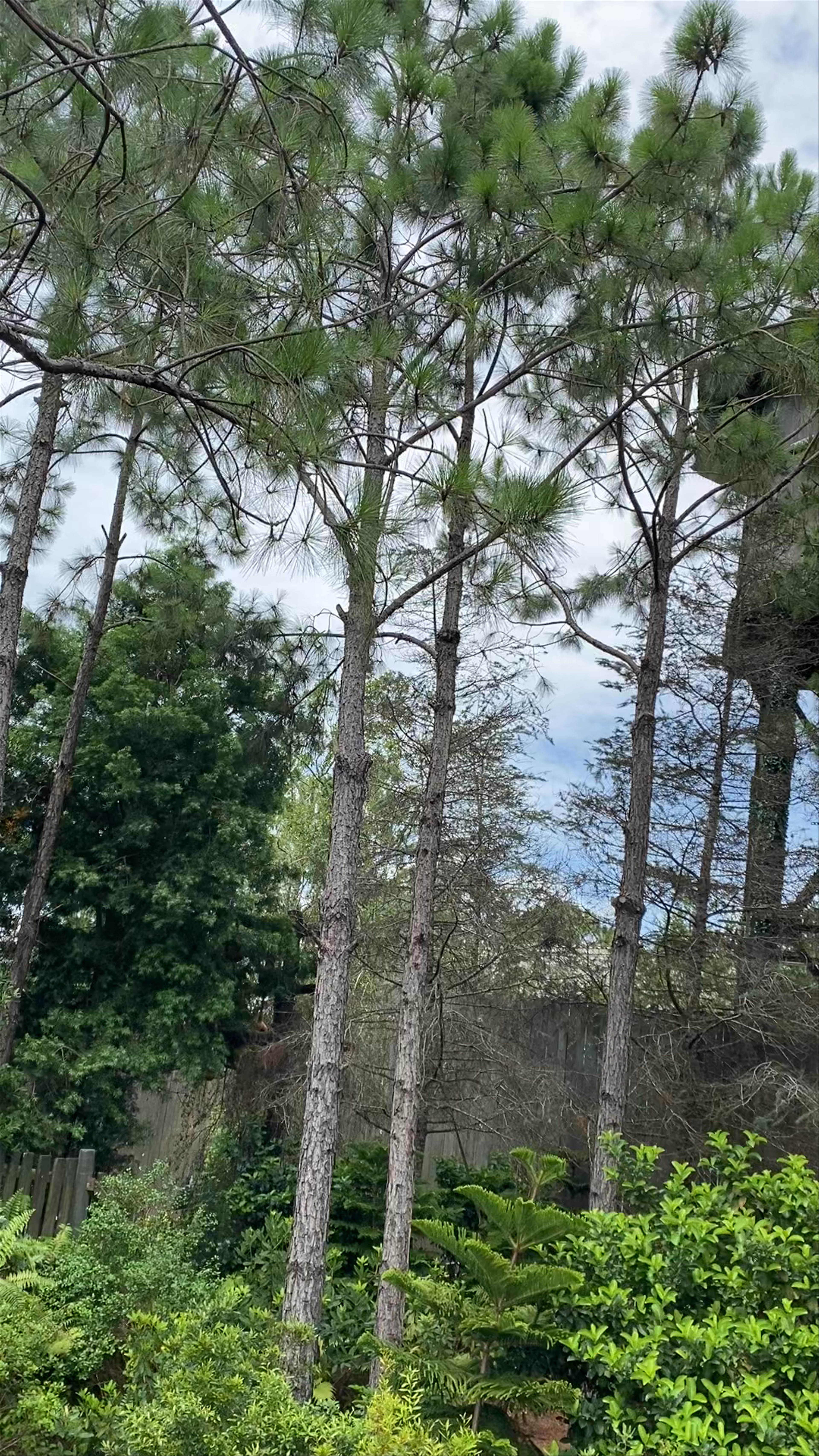 Mystical Ruins and Lush Pines at Universal’s Islands of Adventure, Orlando