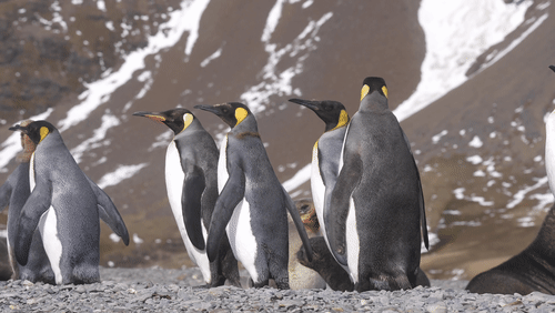 King Penguins on Saint Georgia Island animated gif