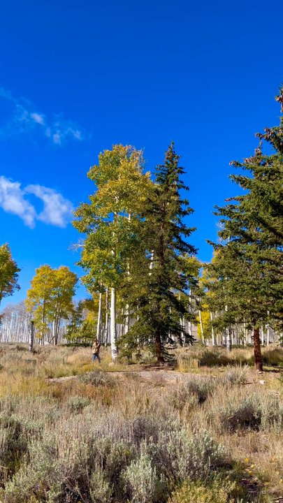 Pando Aspen Tree - I captured Pando "quaking" (trembling) - sound on!! (Sorry for my heavy breathing lol!) - Landmarks & Historical Buildings Near Me - Richfield, Utah