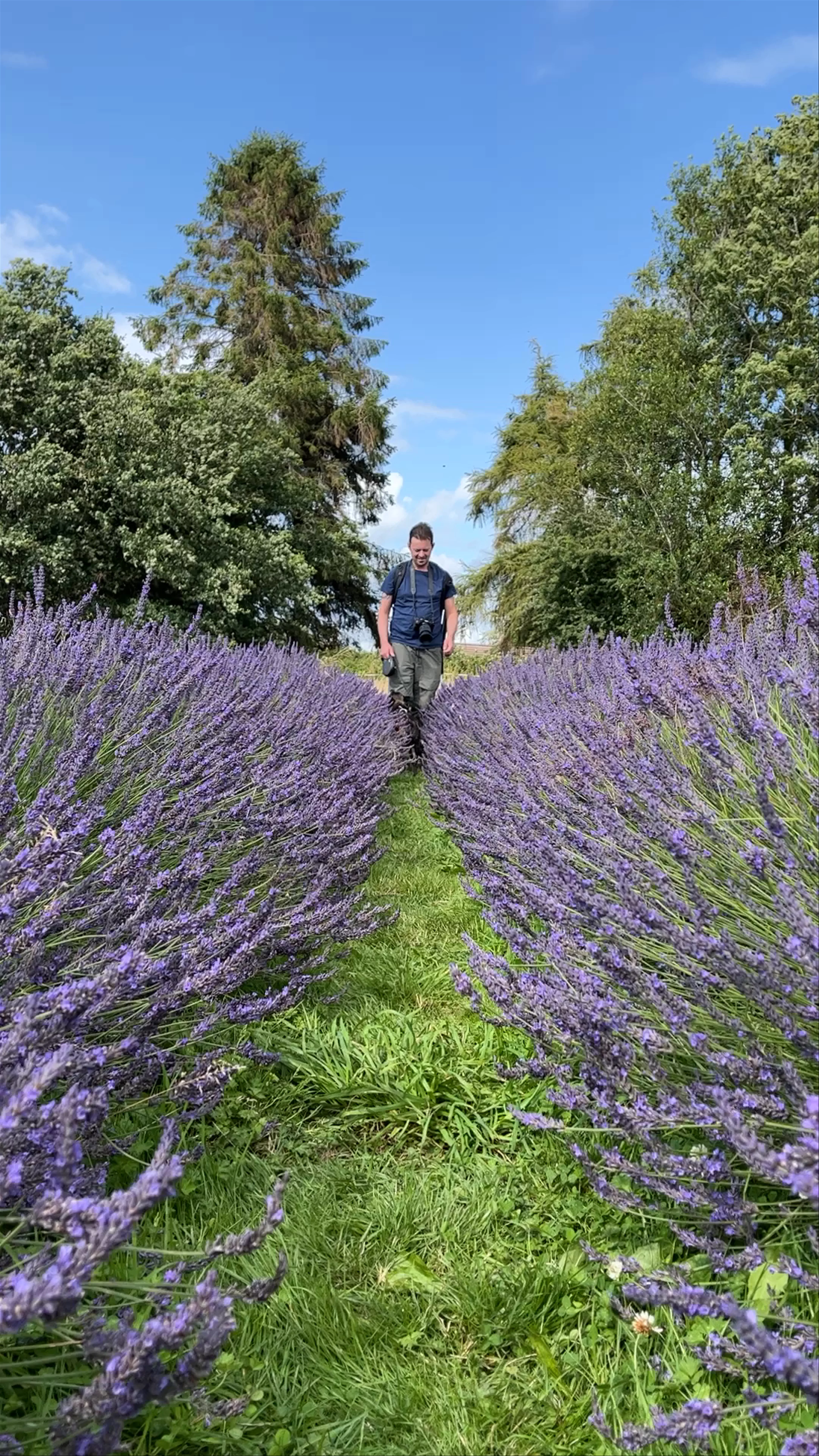 Warwickshire Lavender Farm, Watery Lane, Bubbenhall, Coventry, UK