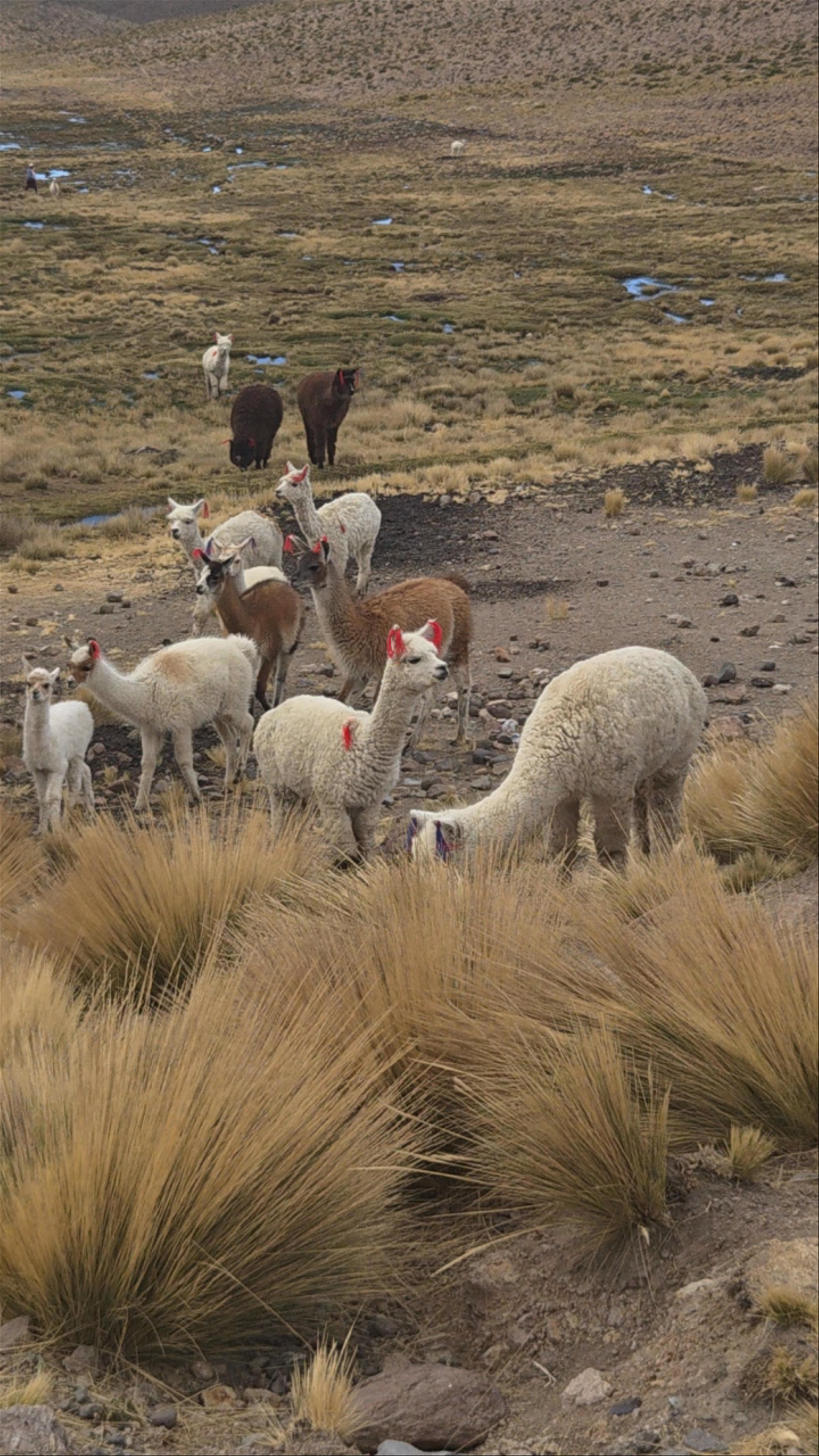 Reserva Nacional de Salinas y Aguada Blanca
