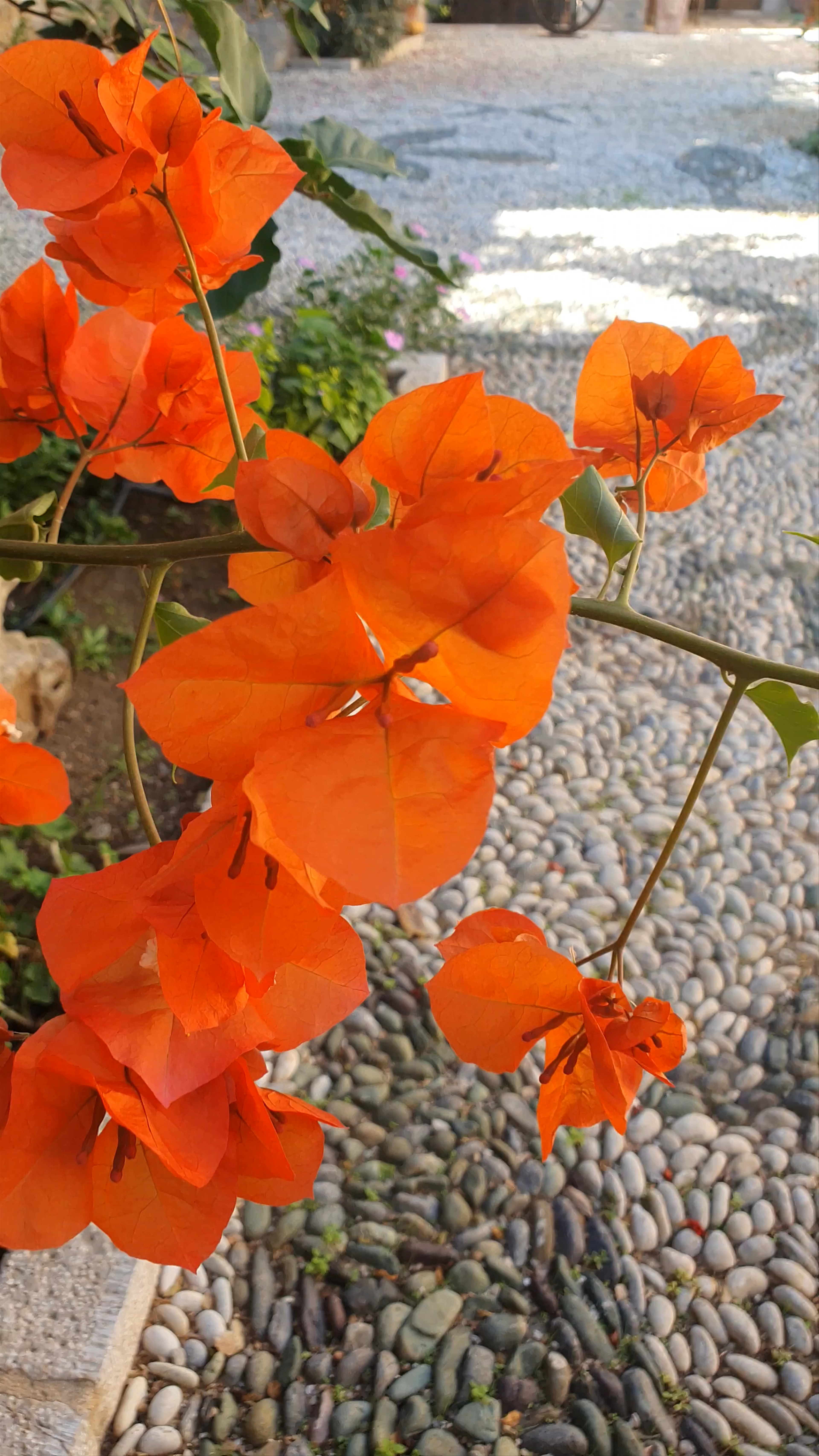 Hotel Hatzipanayiotis