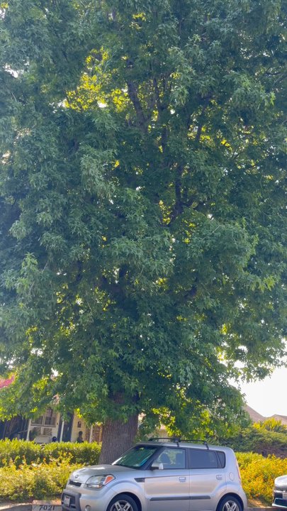 Tree Trimming 4 Less - The Beast gives great shade  but a potential - Tree Services Near Me