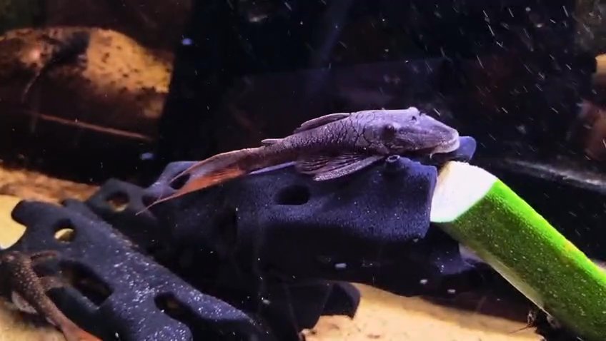 Aspidoras spilotus
