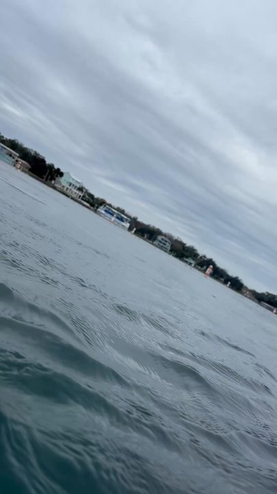 SeaDaddys Adventures - Manatees and fish! - Scuba Diving Near Me - Crystal River, Florida