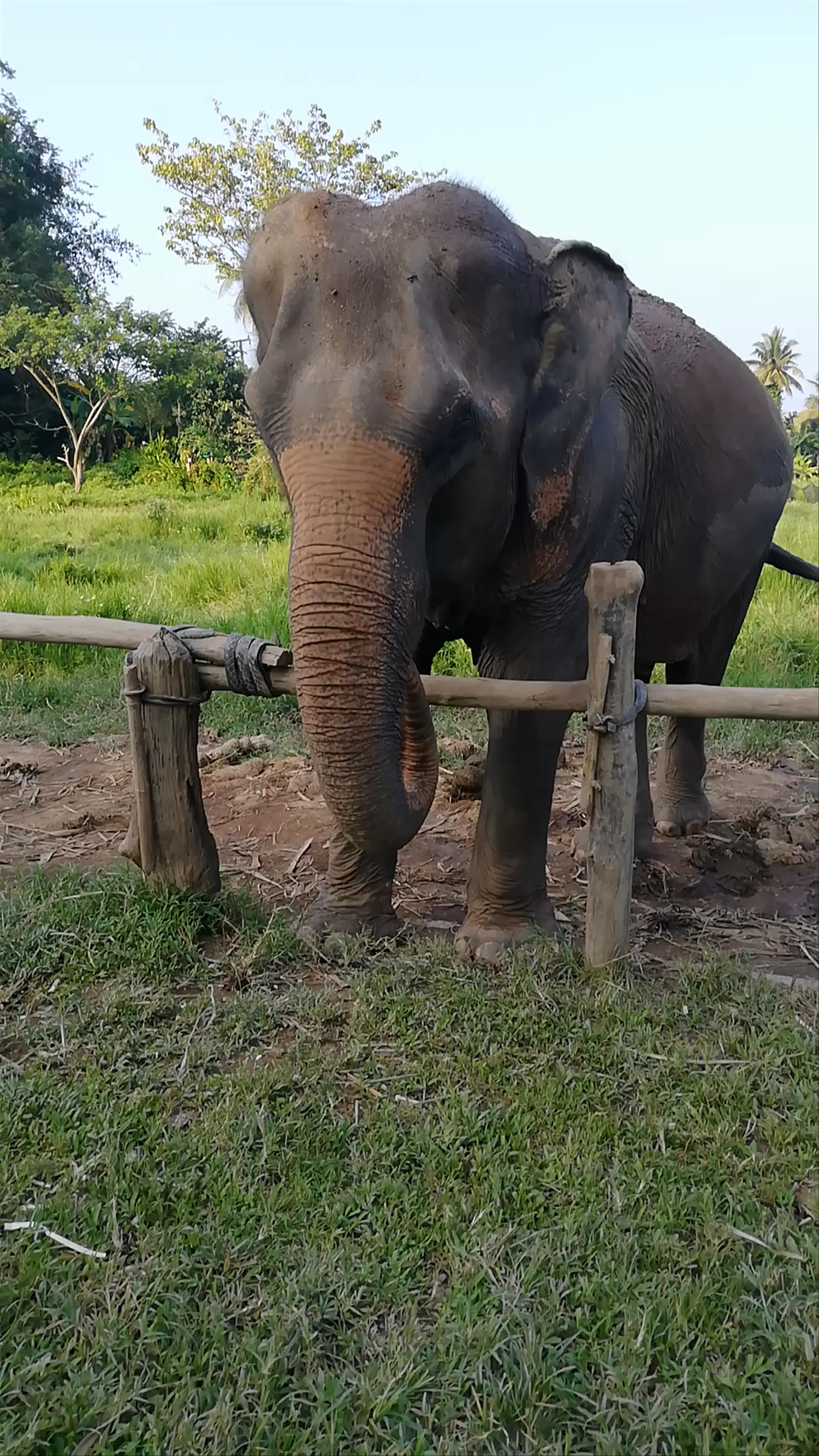 New Elephant Home