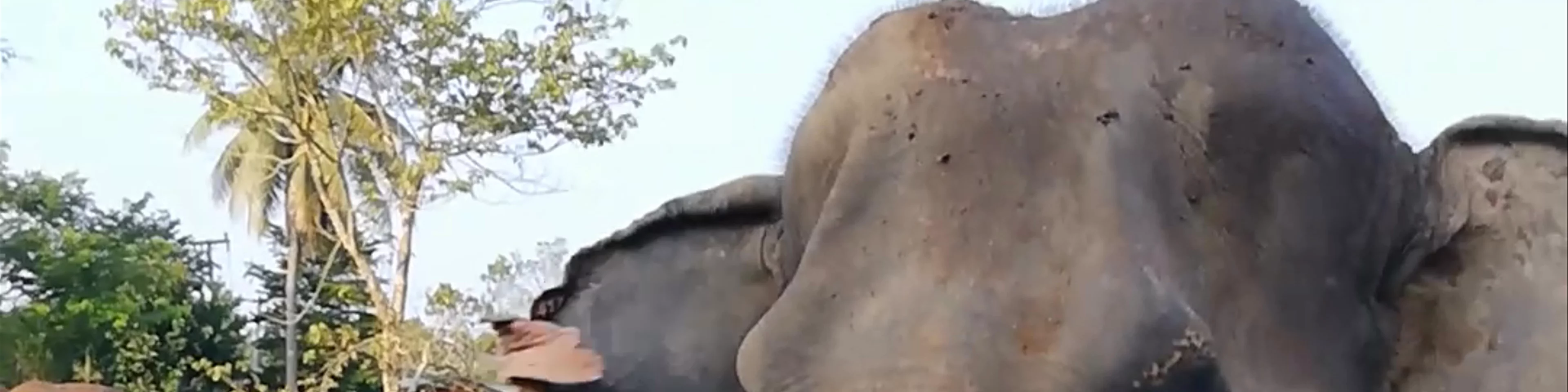 New Elephant Home