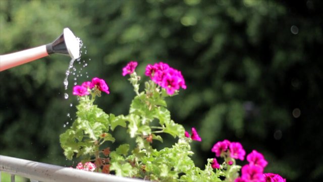 Geranium being watered 