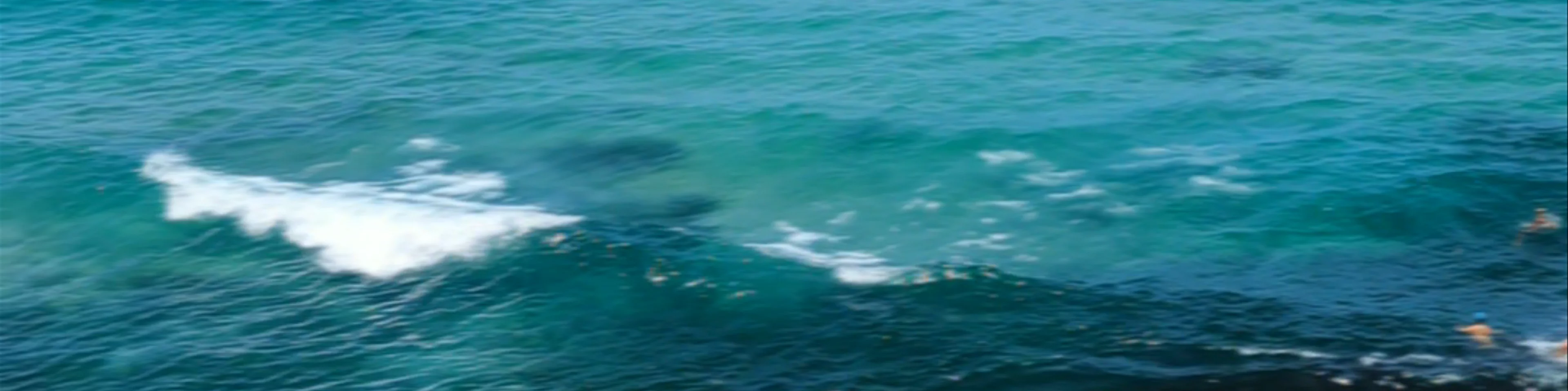 Bondi Icebergs Swimming CLUB