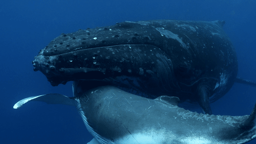 Humpback Whale Mother and Calf animated gif