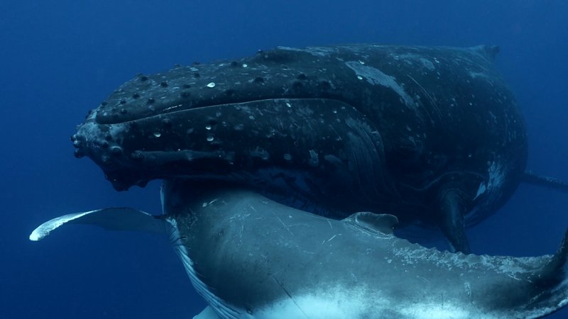 Humpback Whale Mother and Calf poster