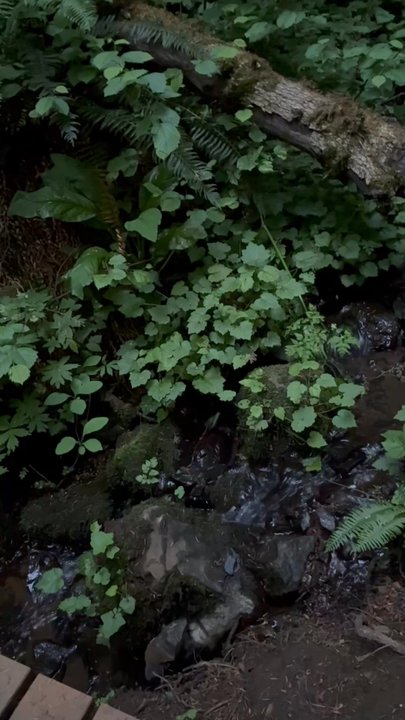 Lacamas Park - Creek sounds - Parks Near Me - Camas, Washington