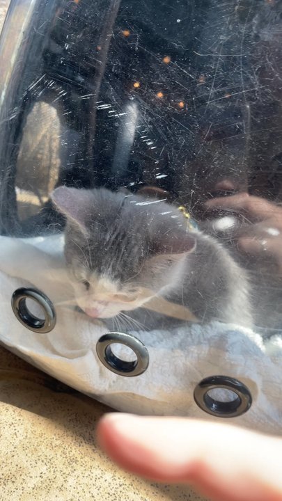 Austin Pets Alive Tarrytown Adoption Center - Here's Kiwi a week after getting her! - Pet Adoption Near Me - Austin, Texas