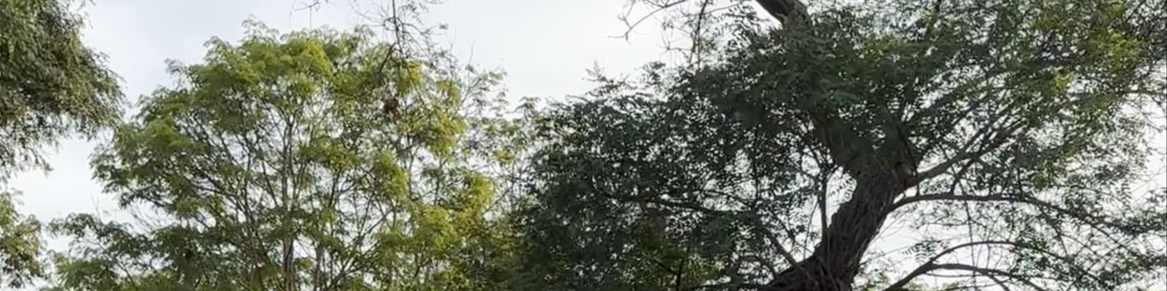 Parque Juana Alarco de Dammert