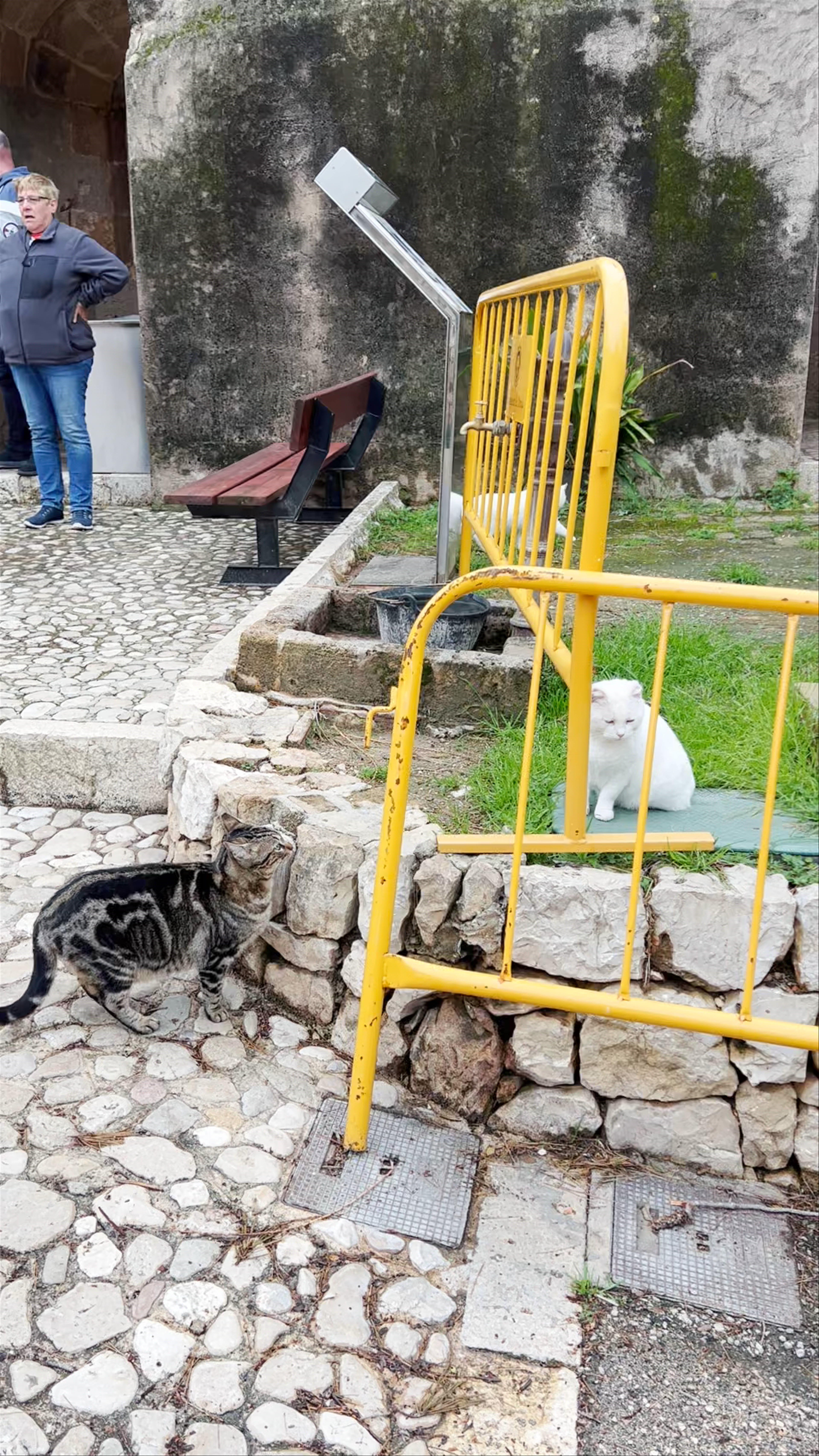 Enchanting Moments with Cats at Castillo de Denia, Spain