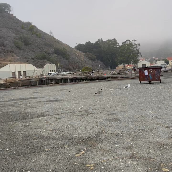 Moore Road Pier - Fishing Near Me - Sausalito, California