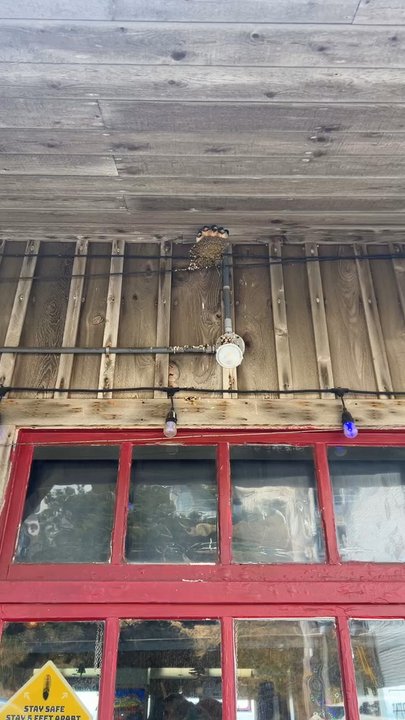 Roseanna's Cafe - Baby birds outside of restaurant - Seafood Near Me - Oceanside, Oregon