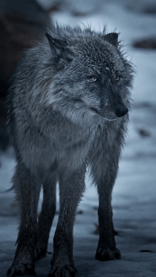 lone wolf