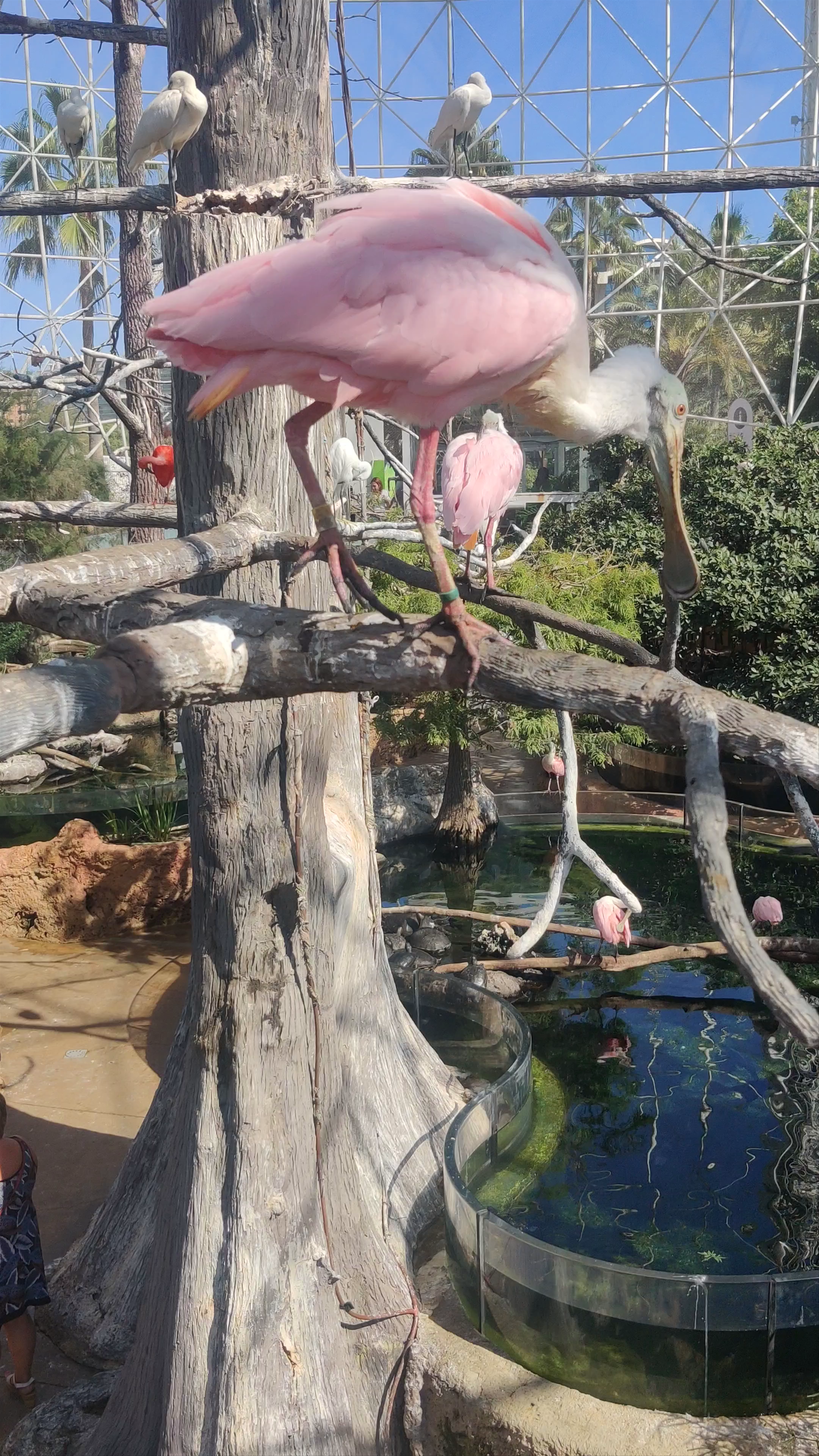 Aquarium de Valencia