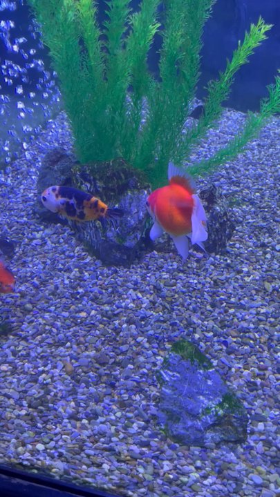 Aquarium Center - Awllllll (8/14/22) - Pet Stores Near Me - Clementon, New Jersey