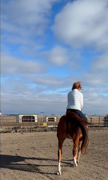 Matthias Arabians - Au natural at Pine Hollow - Horseback Riding Near Me - Norwalk, Iowa