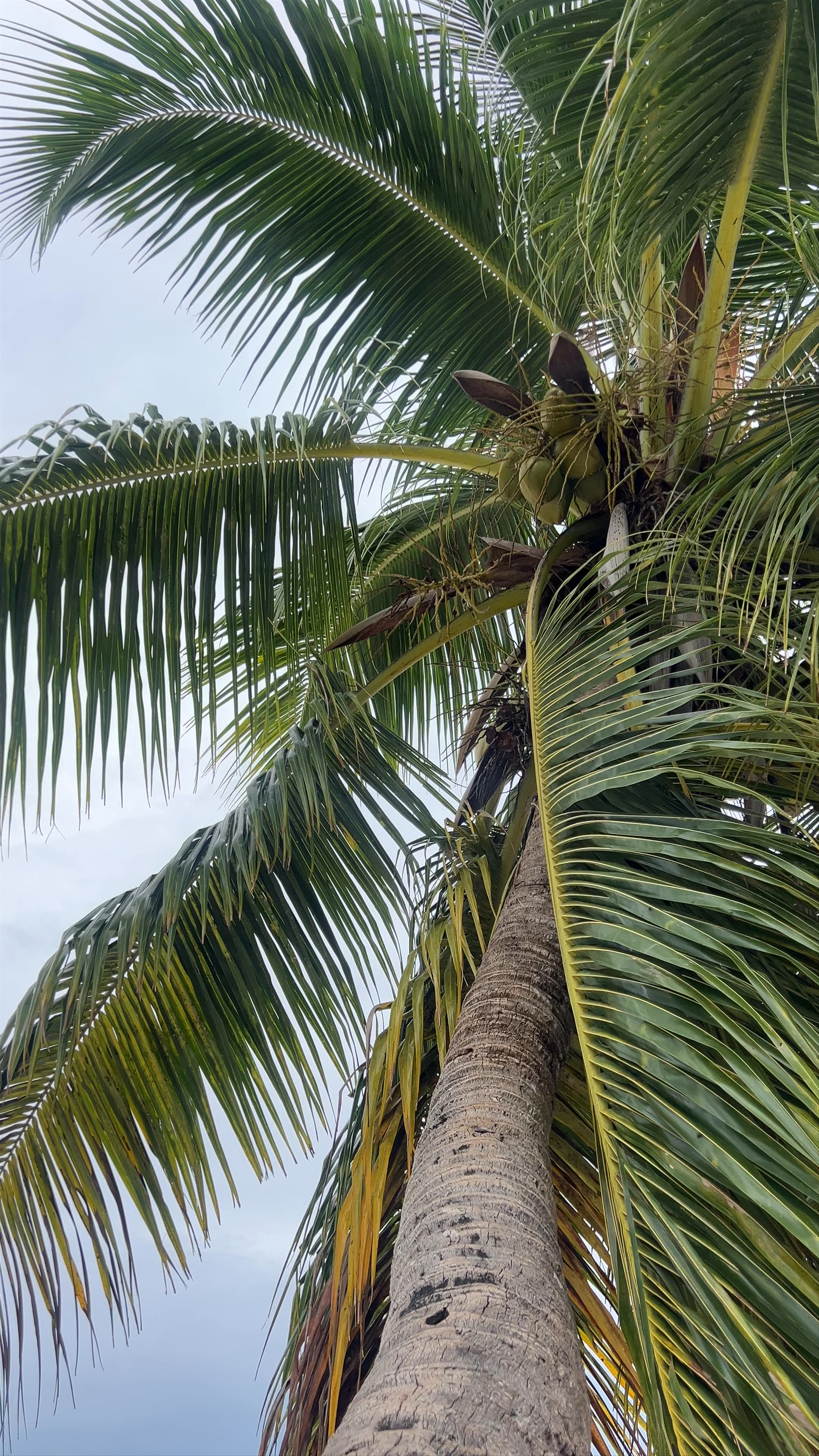 Gallery Passerose’s Horizontal Palm Tree at Anse Volbert Village, Seychelles