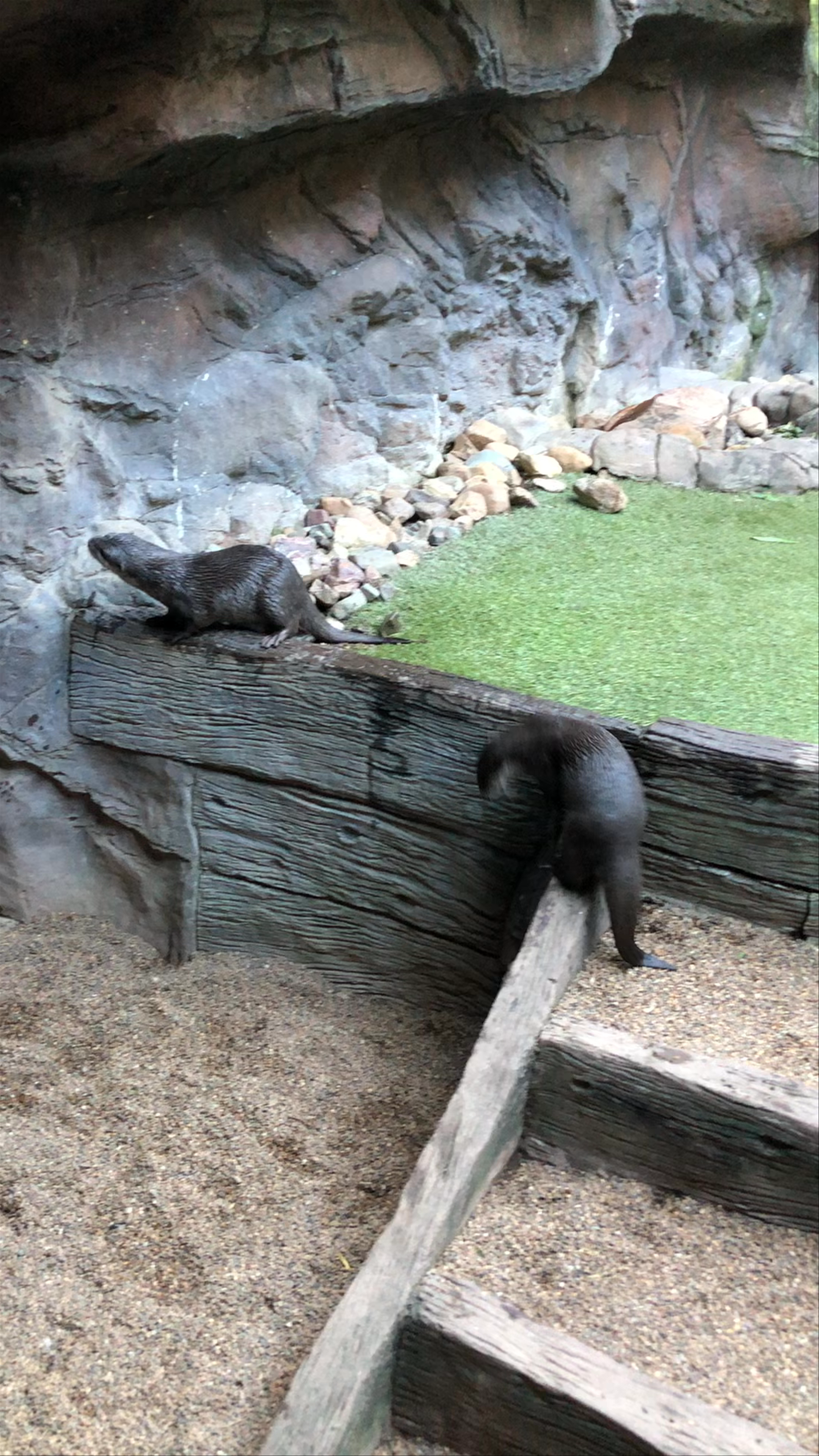 Playful Otters at Australia Zoo in Beerwah