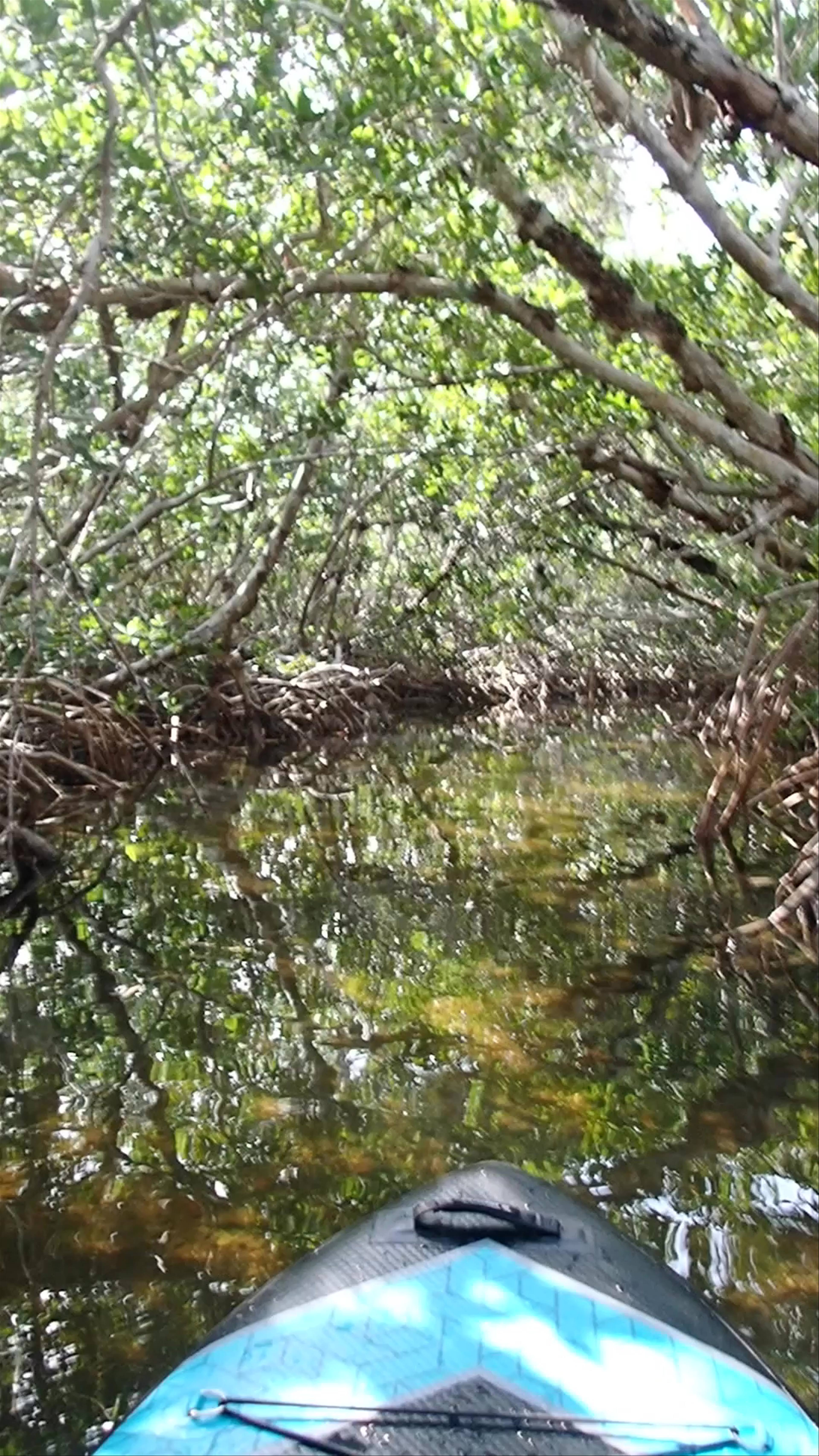 Navigating the mangroves in Key West