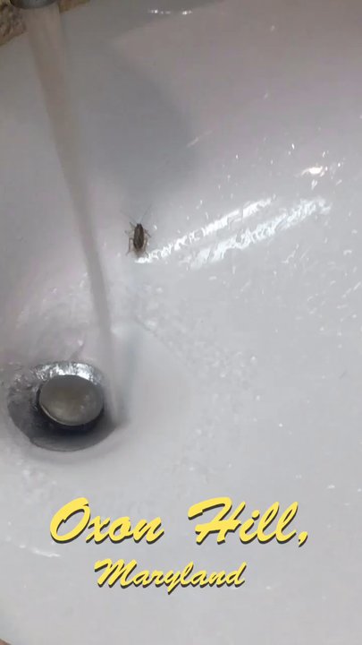 Comfort Inn - Disgusting ! How does a hotel have roaches !? Don't come here !! - Hotels Near Me - Oxon Hill, Maryland