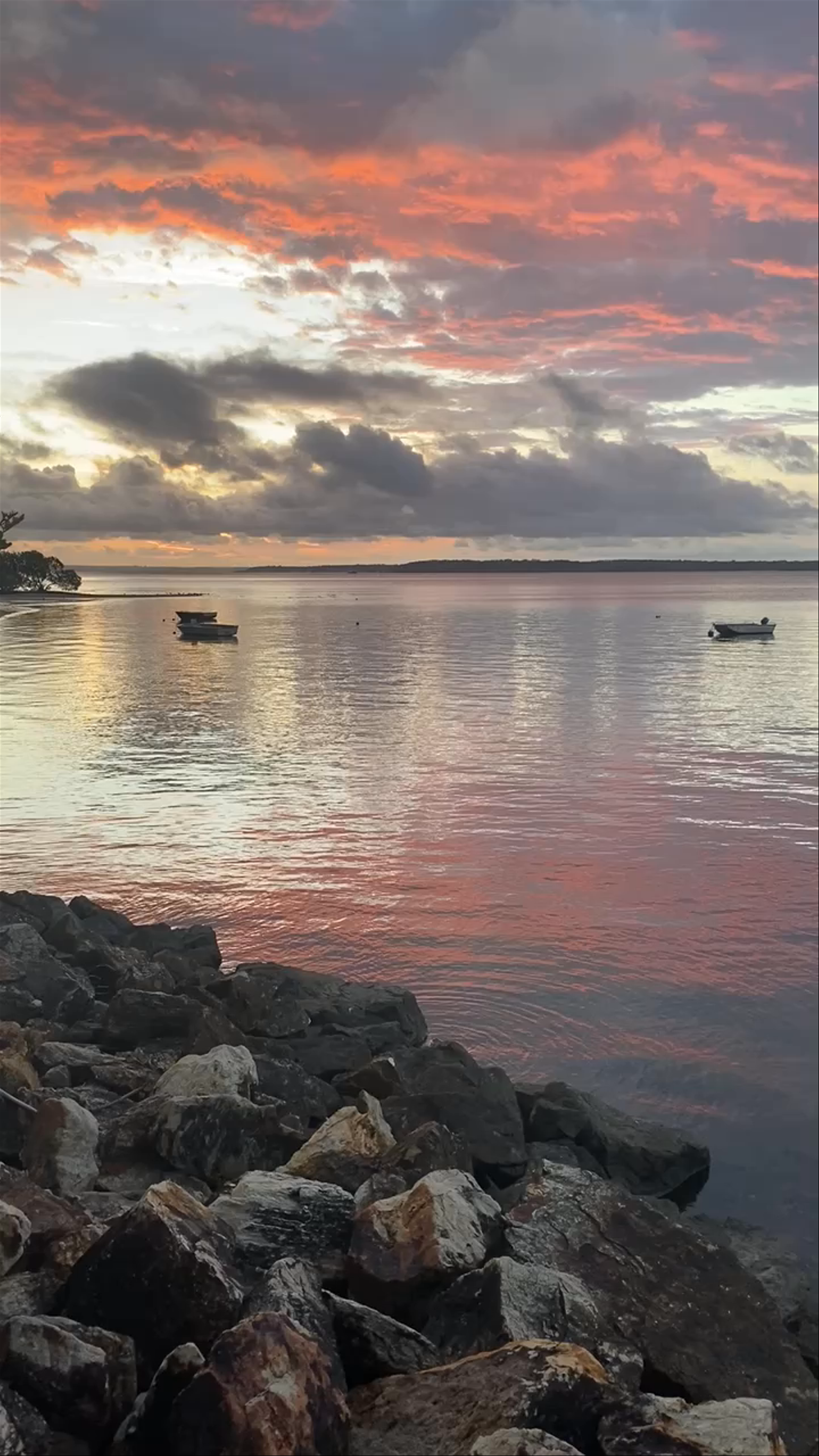 Stradbroke Flyer Gold Cats