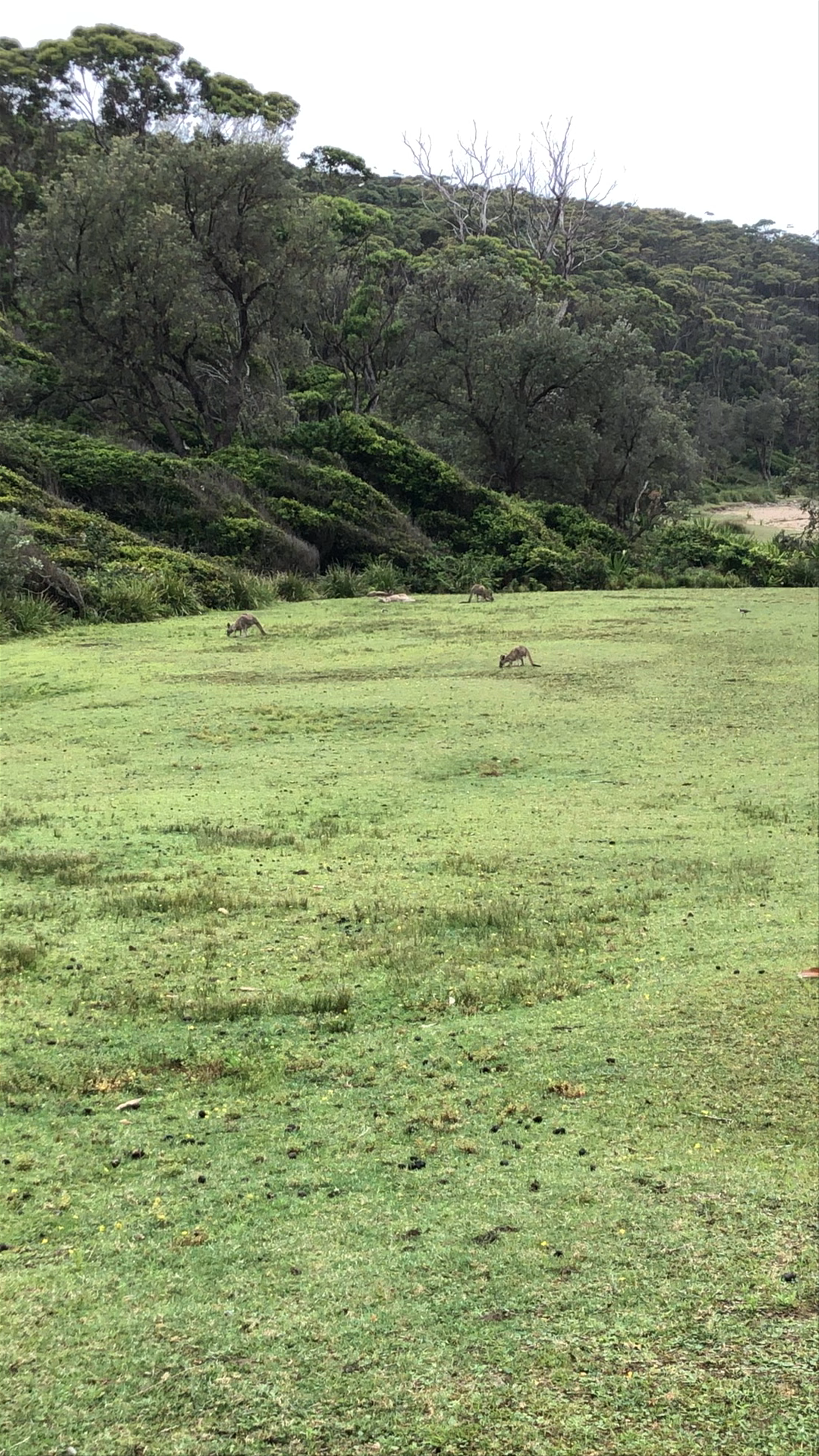 Pebbly Beach campground - Murramarang National Park