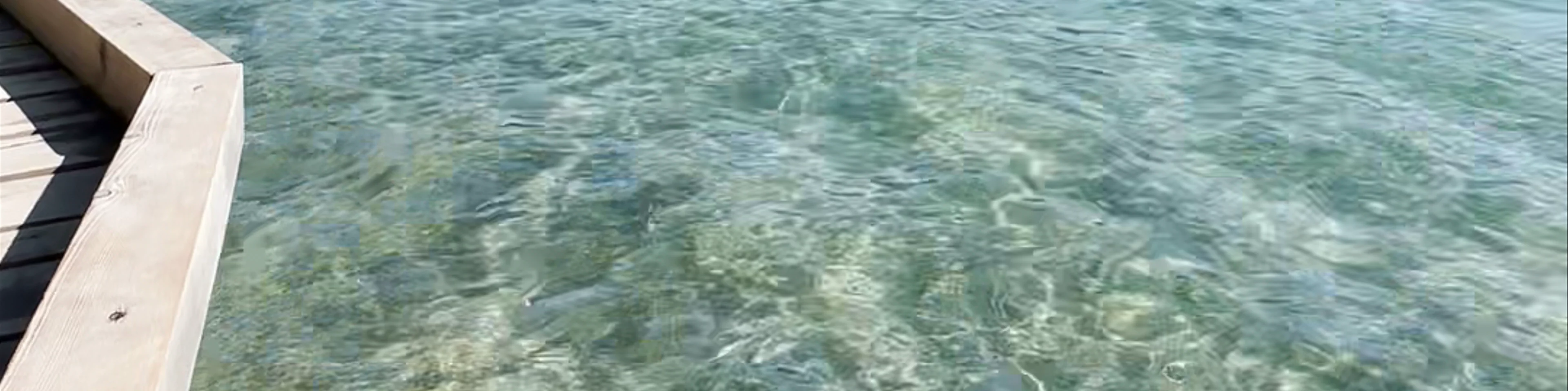 Swimming in Bled