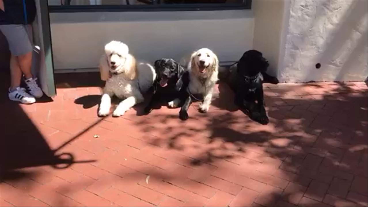 Anthony Sorosky - Pet Training Near Me