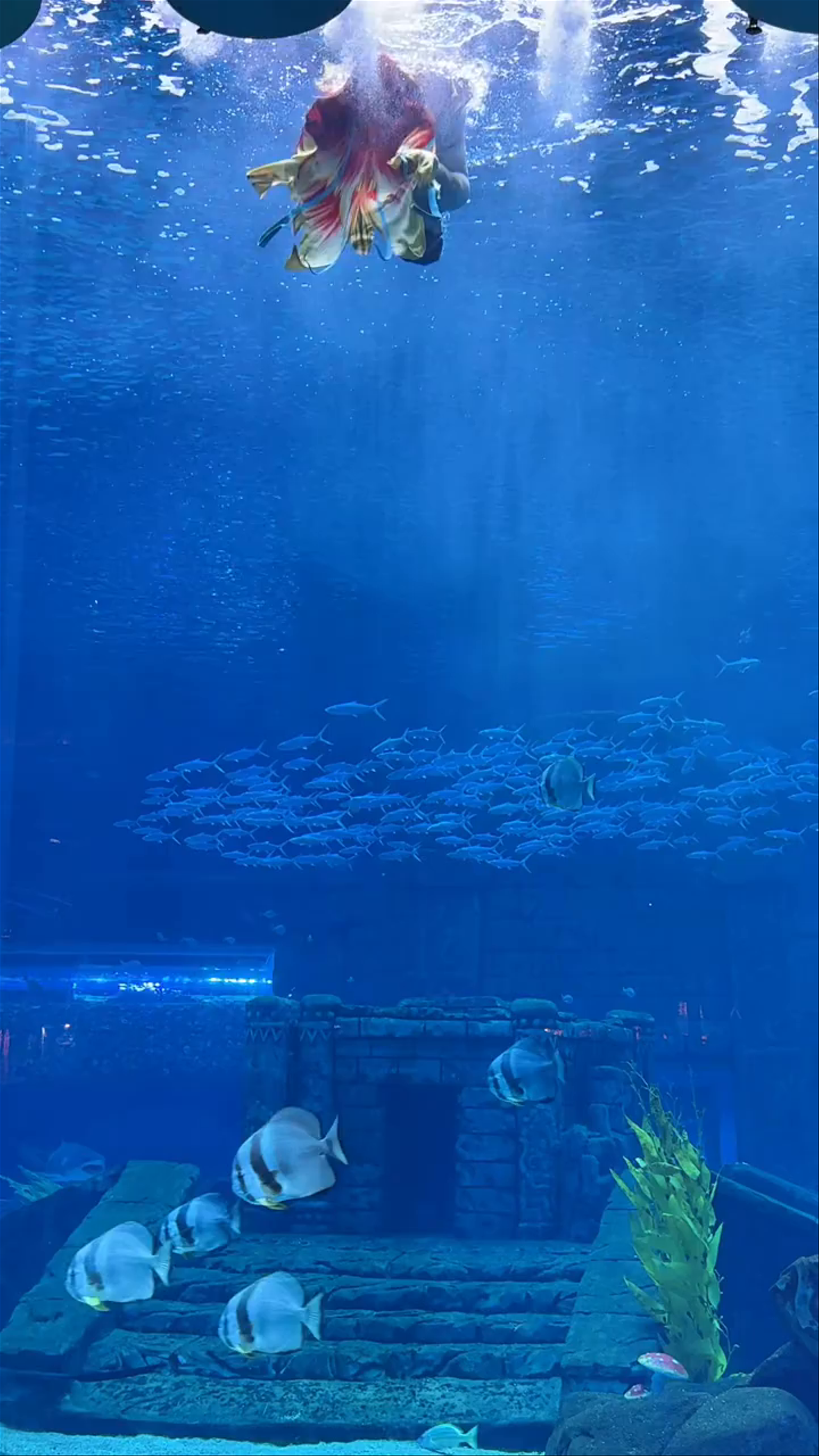 Underwater Mermaid Performance at Chengdu Haichang Polar Ocean Park