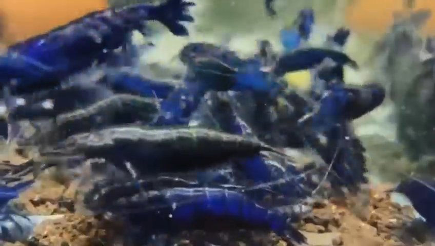 Red and blue shrimp