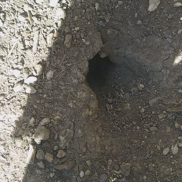 Crow Pest Control - Don't be over run by rodents, they pass disease and cause structural damage. Call Crow - Pest Control Near Me - Chicago, Illinois